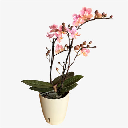 4️⃣5️⃣.Peloric Fragranced Mix – Tiger Leaves – 12cm Nursery Pot – Approx. 40cm Tall