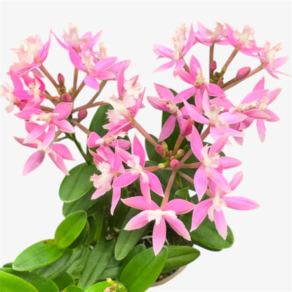 60. Epidendrum Mixed Colours Orchid – 12cm Nursery Pot – Approx. 40–50cm Tall