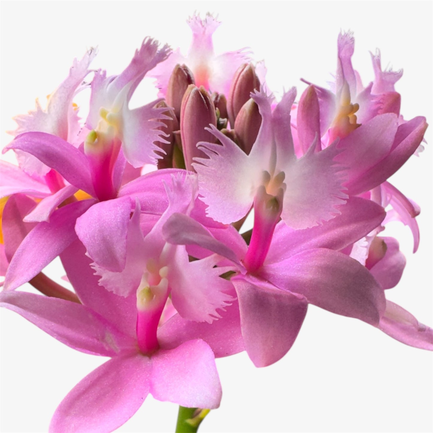 60. Epidendrum Mixed Colours Orchid – 12cm Nursery Pot – Approx. 40–50cm Tall