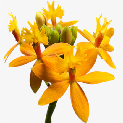 60. Epidendrum Mixed Colours Orchid – 12cm Nursery Pot – Approx. 40–50cm Tall