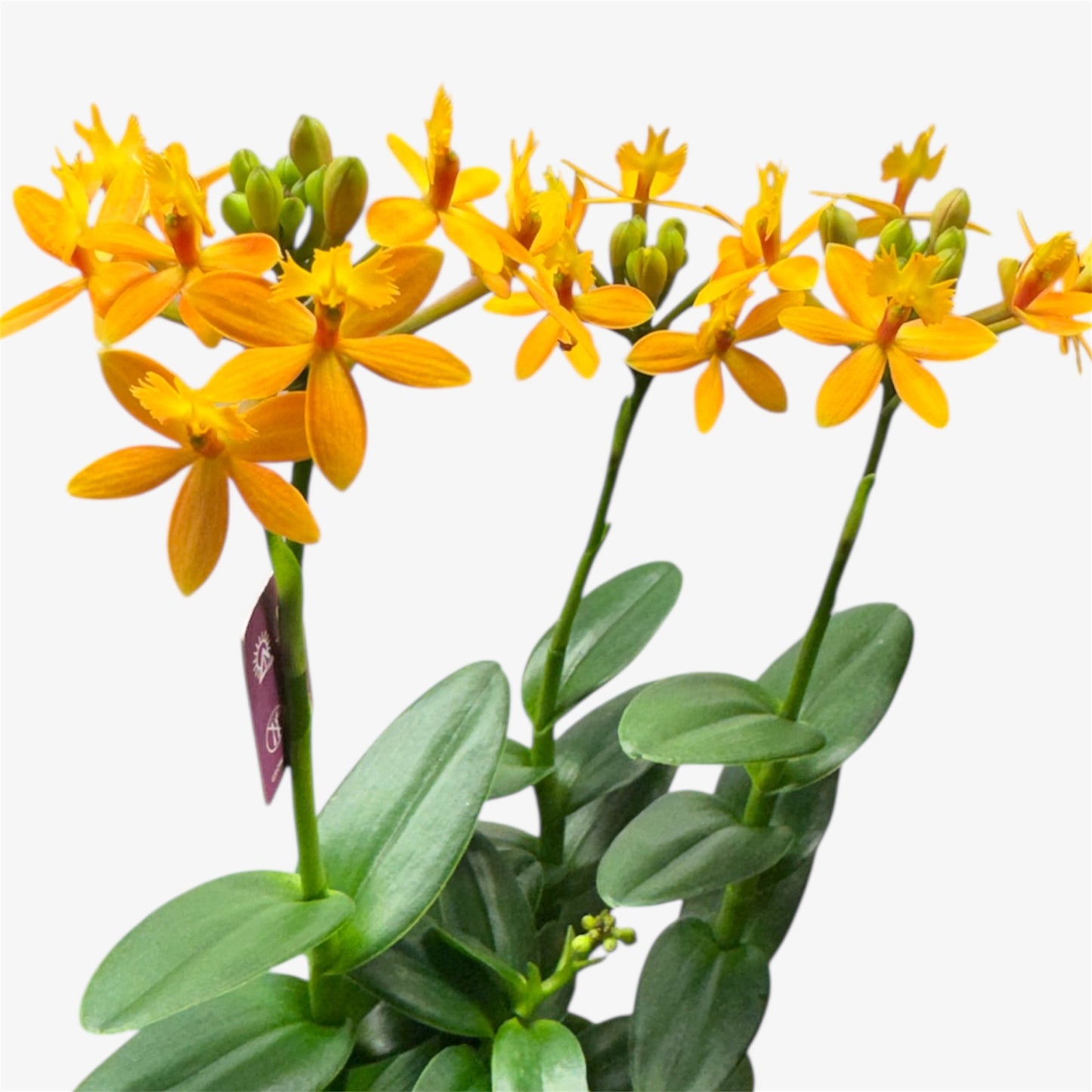 60. Epidendrum Mixed Colours Orchid – 12cm Nursery Pot – Approx. 40–50cm Tall