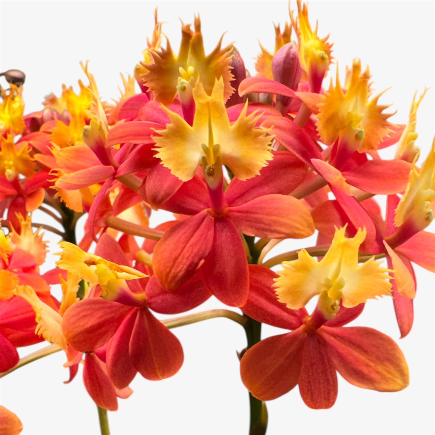 60. Epidendrum Mixed Colours Orchid – 12cm Nursery Pot – Approx. 40–50cm Tall