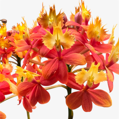 60. Epidendrum Mixed Colours Orchid – 12cm Nursery Pot – Approx. 40–50cm Tall