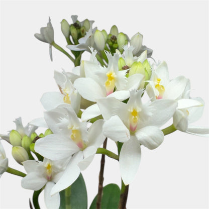 60. Epidendrum Mixed Colours Orchid – 12cm Nursery Pot – Approx. 40–50cm Tall