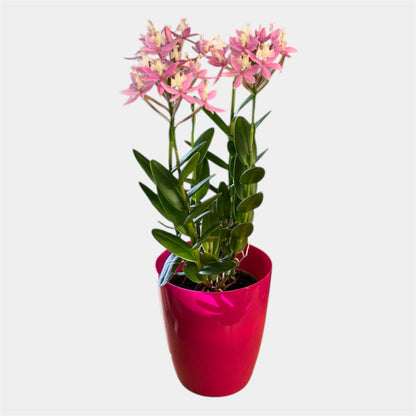 60. Epidendrum Mixed Colours Orchid – 12cm Nursery Pot – Approx. 40–50cm Tall