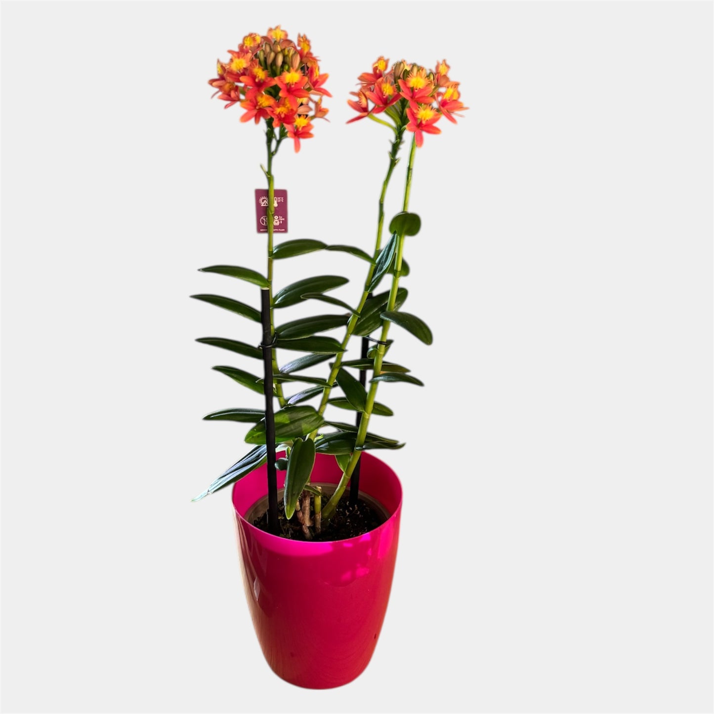 60. Epidendrum Mixed Colours Orchid – 12cm Nursery Pot – Approx. 40–50cm Tall