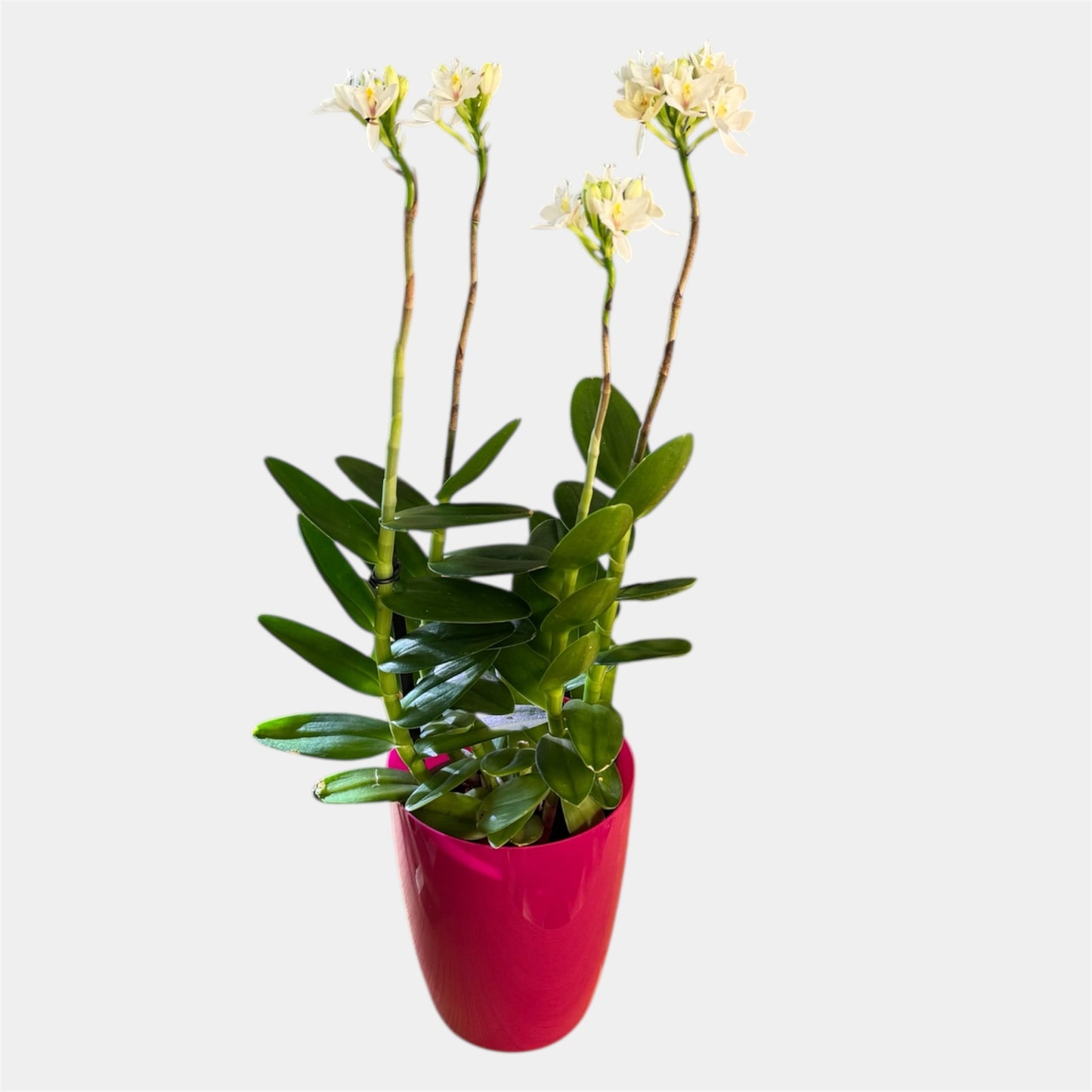 60. Epidendrum Mixed Colours Orchid – 12cm Nursery Pot – Approx. 40–50cm Tall