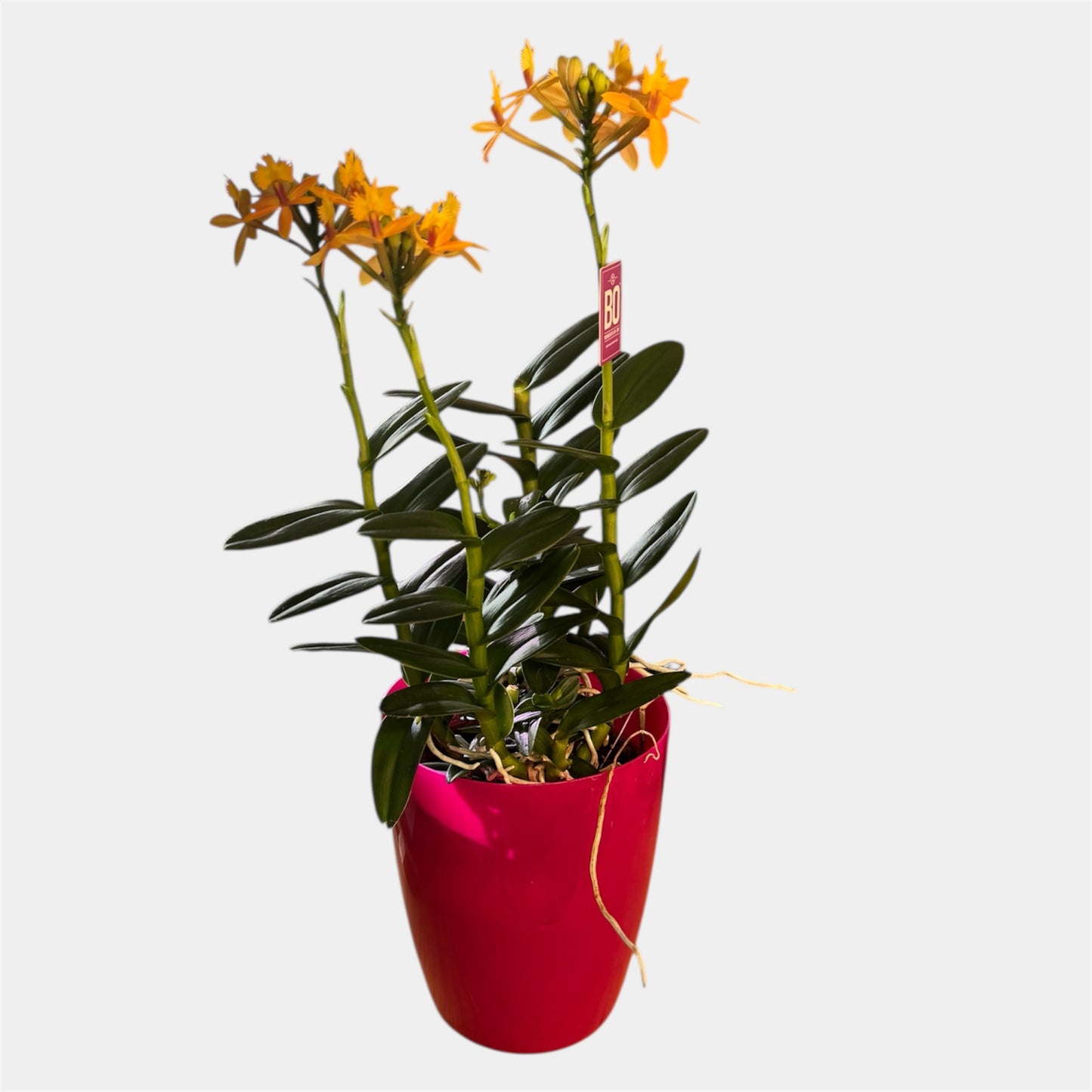 60. Epidendrum Mixed Colours Orchid – 12cm Nursery Pot – Approx. 40–50cm Tall