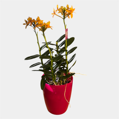 60. Epidendrum Mixed Colours Orchid – 12cm Nursery Pot – Approx. 40–50cm Tall