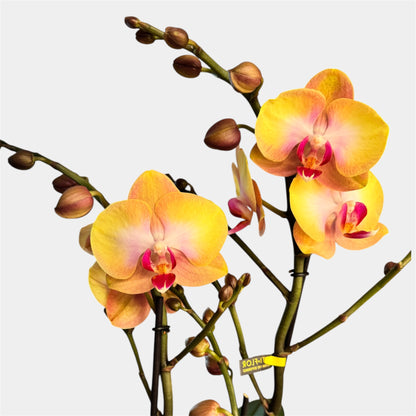 5️⃣6️⃣. Phalaenopsis Glamour Darling Orchid – 12cm Nursery Pot – Approx. 50cm Tall