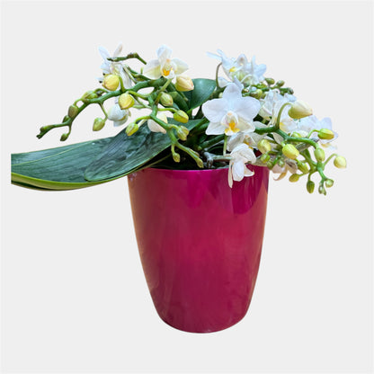 Table Whitney Orchid – White Mini Phalaenopsis in 12cm Plant Pot, 25cm Tall