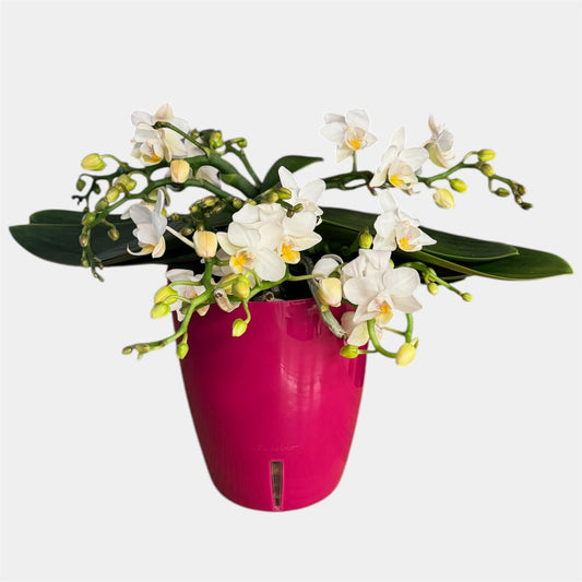 Table Whitney Orchid – White Mini Phalaenopsis in 12cm Plant Pot, 25cm Tall