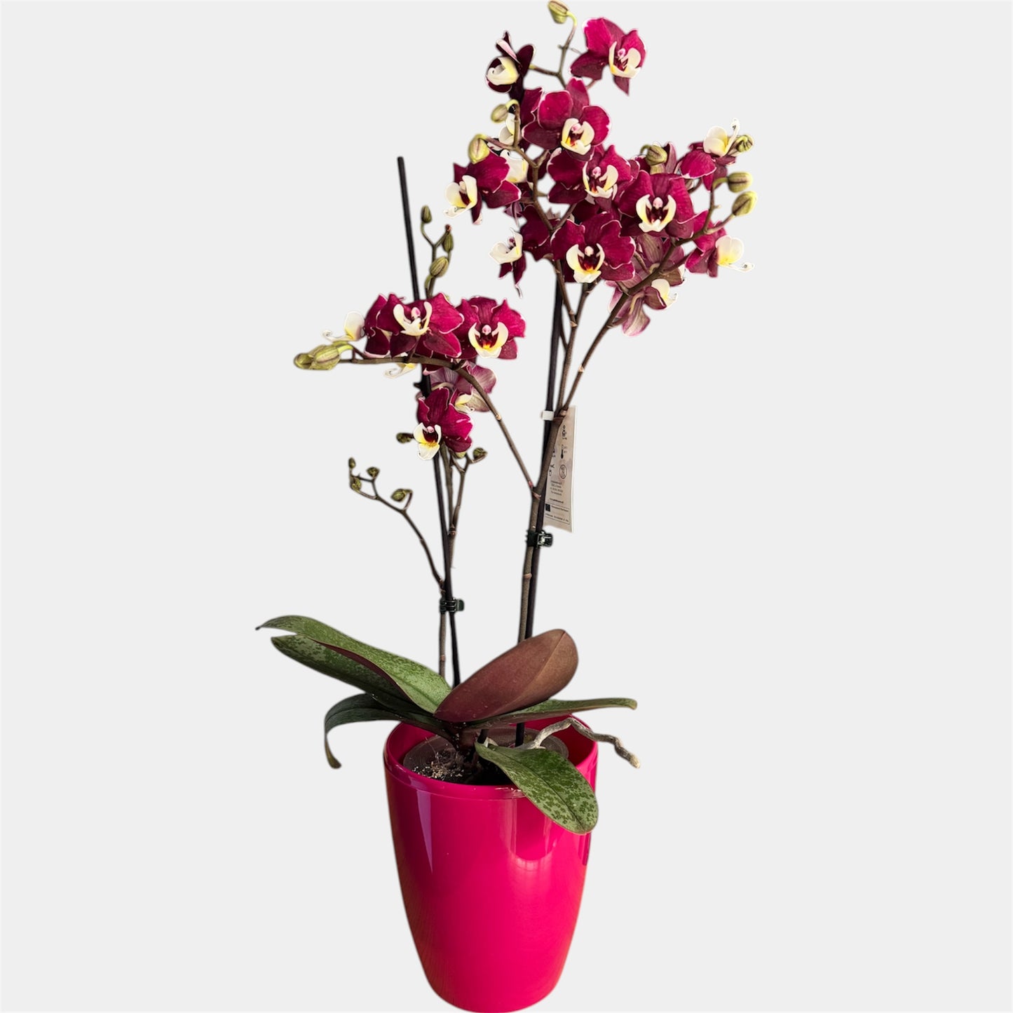 4️⃣1️⃣.Royal Ruby Peloric Phalaenopsis Orchid | 12cm Nursery Pot | Approx. 45cm Tall
