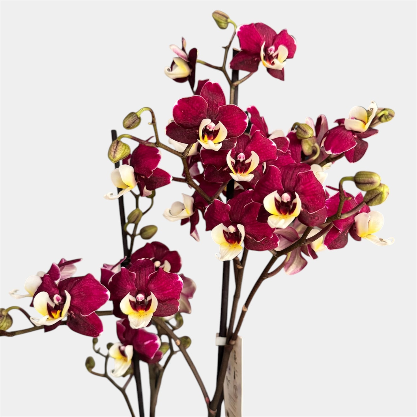 4️⃣1️⃣.Royal Ruby Peloric Phalaenopsis Orchid | 12cm Nursery Pot | Approx. 45cm Tall