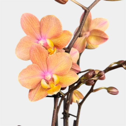 2️⃣6️⃣. SCENTED SMALL multiflora orchid-TIGER leaves