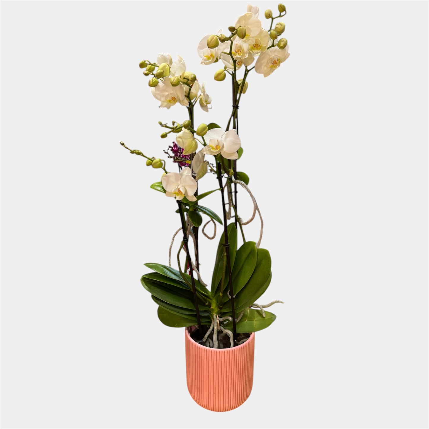 7️⃣. Mother Orchid with Babies – Phalaenopsis Equestris Hybrid | 2 Babies | Approx. 60cm Tall | 12cm Nursery Pot