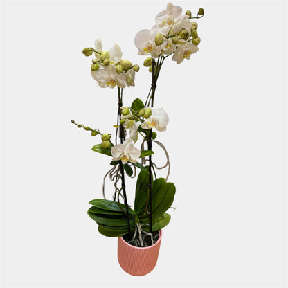 7️⃣. Mother Orchid with Babies – Phalaenopsis Equestris Hybrid | 2 Babies | Approx. 60cm Tall | 12cm Nursery Pot