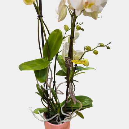 7️⃣. Mother Orchid with Babies – Phalaenopsis Equestris Hybrid | 2 Babies | Approx. 60cm Tall | 12cm Nursery Pot