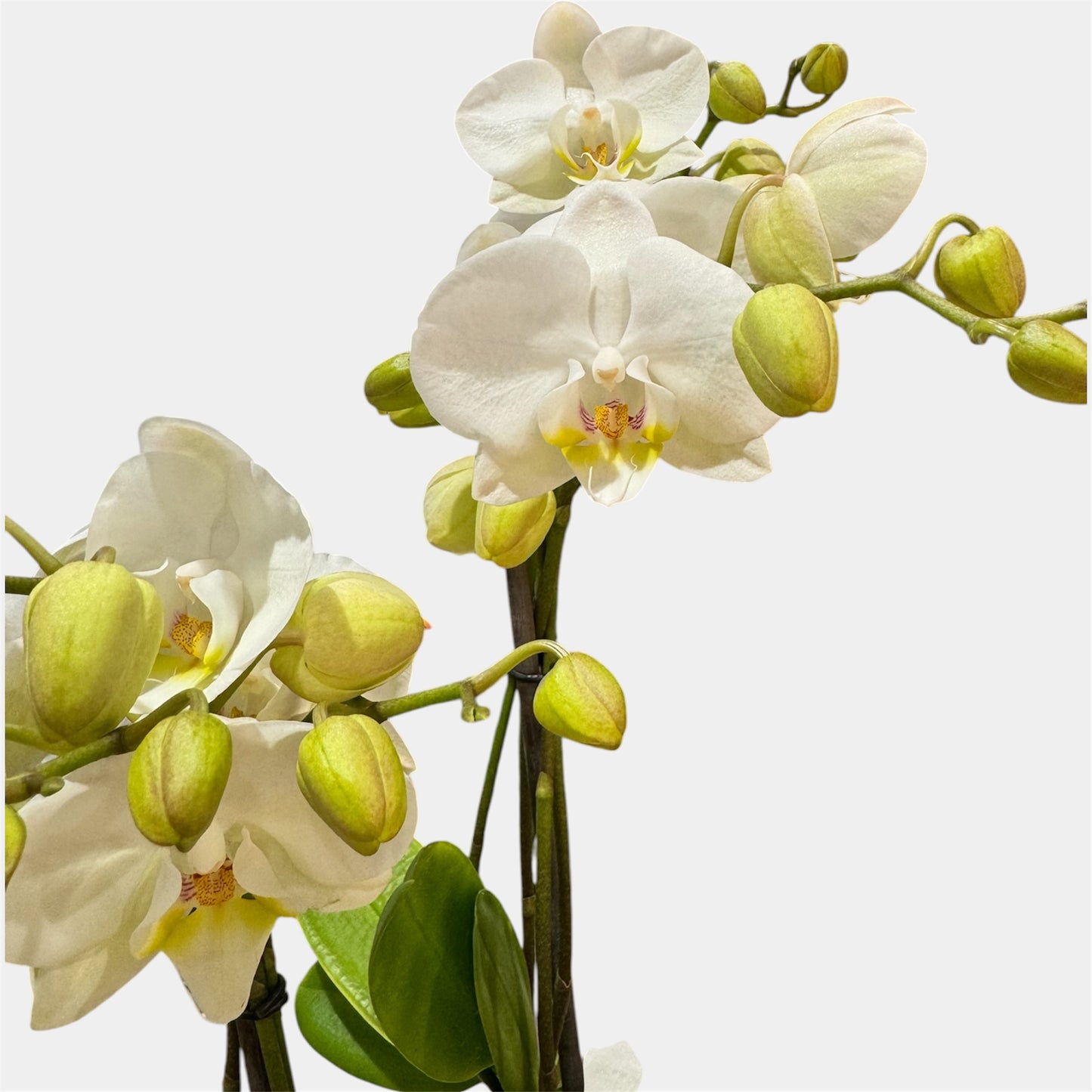 7️⃣. Mother Orchid with Babies – Phalaenopsis Equestris Hybrid | 2 Babies | Approx. 60cm Tall | 12cm Nursery Pot
