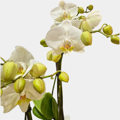7️⃣. Mother Orchid with Babies – Phalaenopsis Equestris Hybrid | 2 Babies | Approx. 60cm Tall | 12cm Nursery Pot