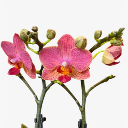 4️⃣6️⃣. ‘Tiny Doll’ Phalaenopsis Orchid – 25cm Tall | 7cm Nursery Pot | 2 Spike Live Flowering Mini Orchid (Mixed Colours)