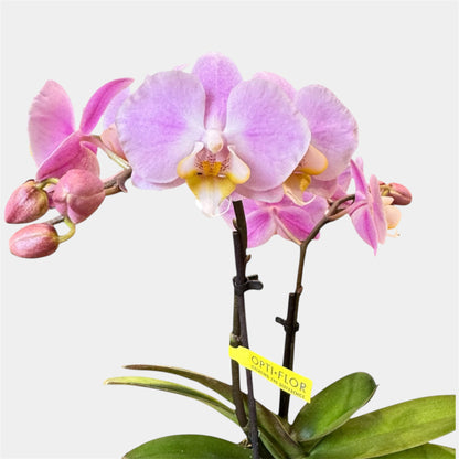 4️⃣6️⃣. ‘Tiny Doll’ Phalaenopsis Orchid – 25cm Tall | 7cm Nursery Pot | 2 Spike Live Flowering Mini Orchid (Mixed Colours)