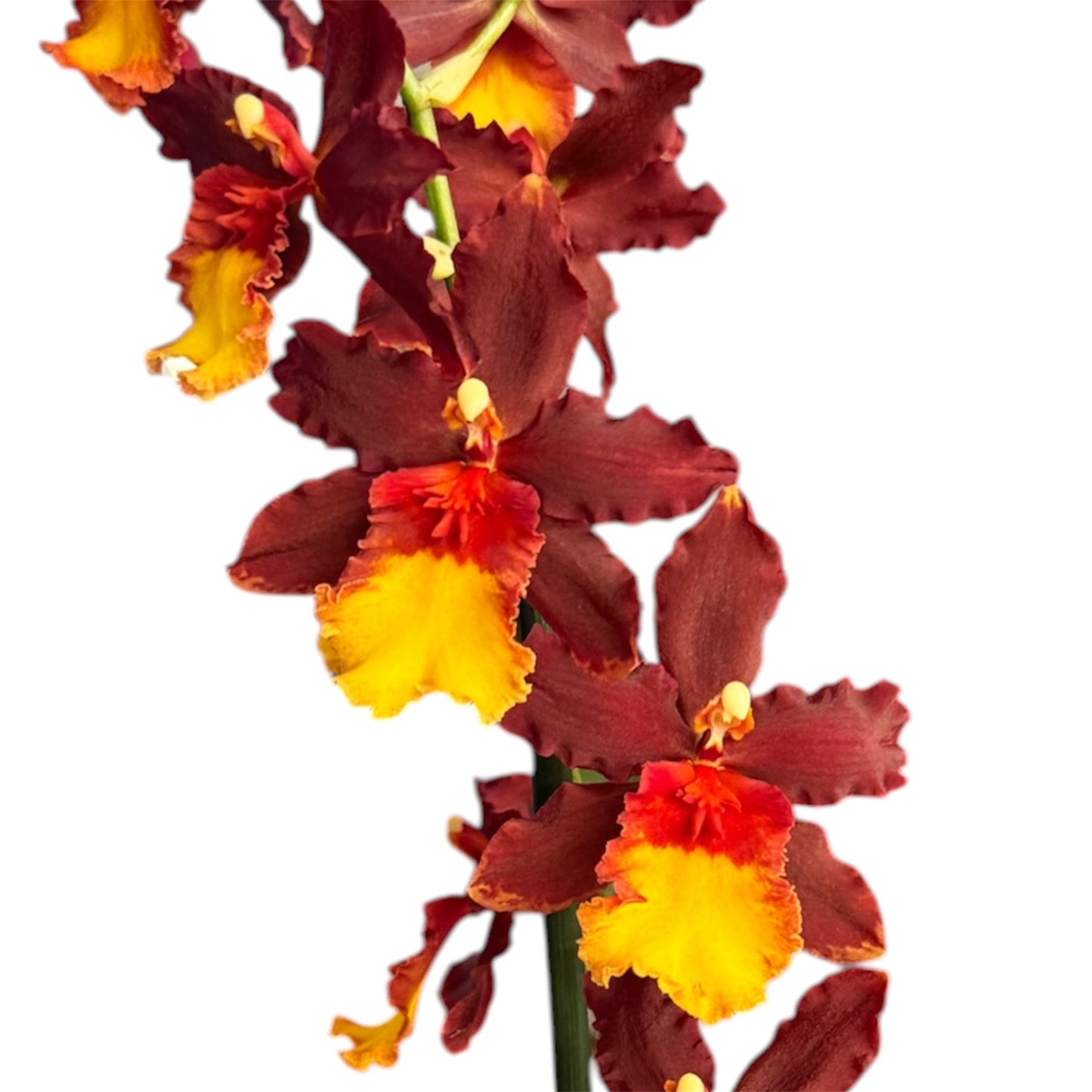 7️⃣7️⃣. Nelly Isler Orchid SCENTED