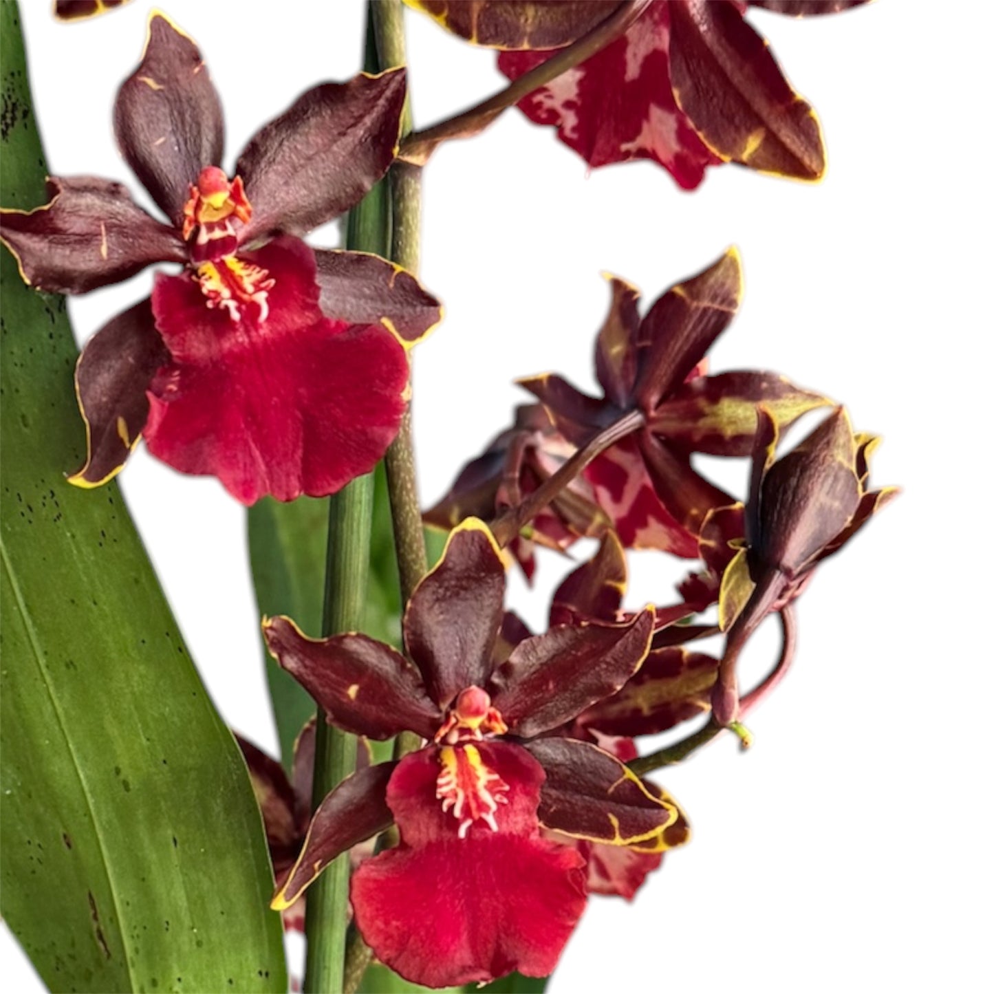7️⃣7️⃣. Nelly Isler Orchid SCENTED