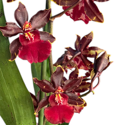 7️⃣7️⃣. Nelly Isler Orchid SCENTED