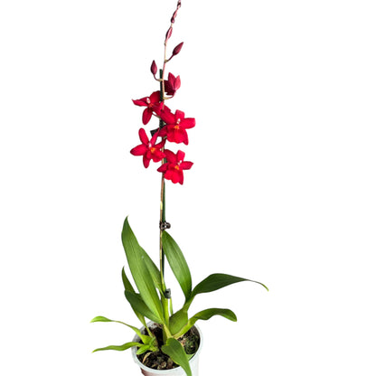 7️⃣7️⃣. Nelly Isler Orchid SCENTED
