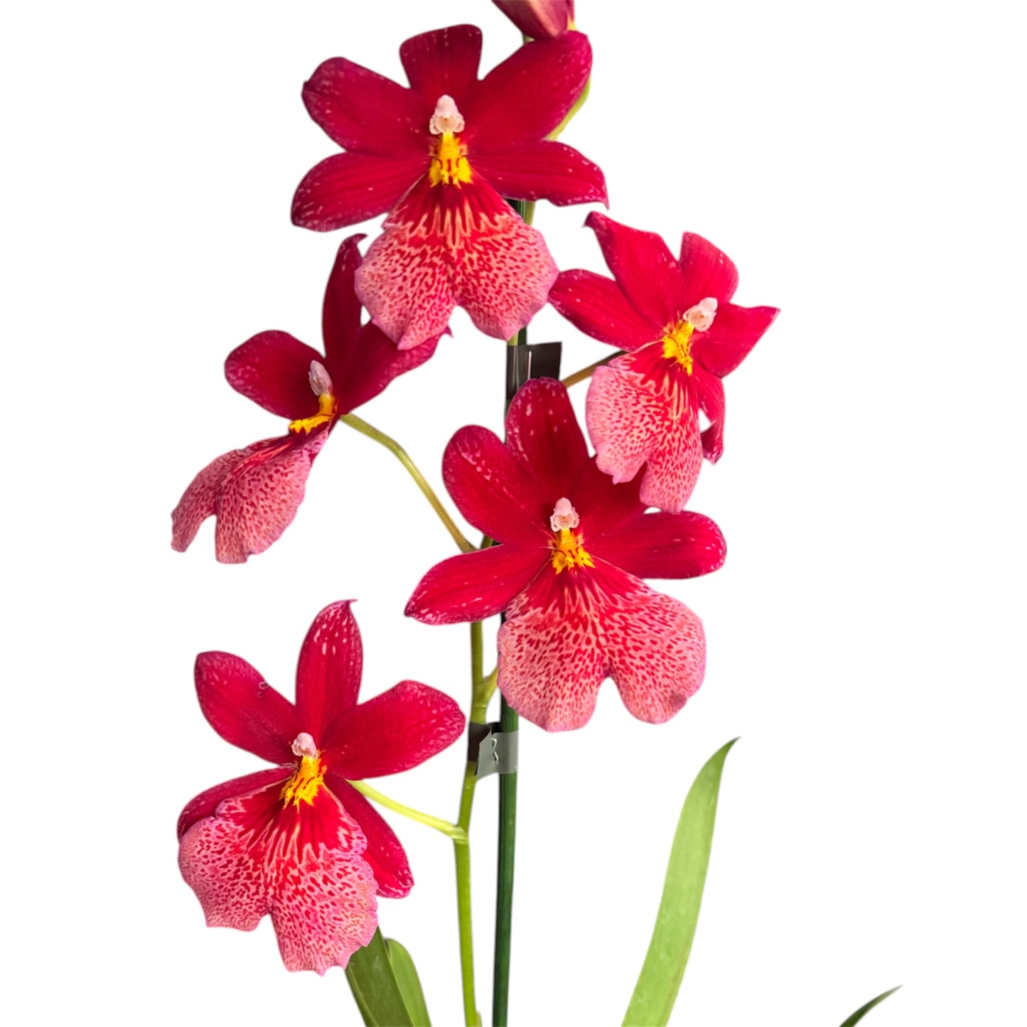 7️⃣7️⃣. Nelly Isler Orchid SCENTED
