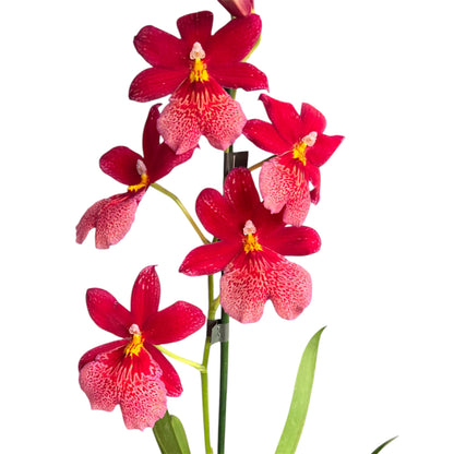 7️⃣7️⃣. Nelly Isler Orchid SCENTED
