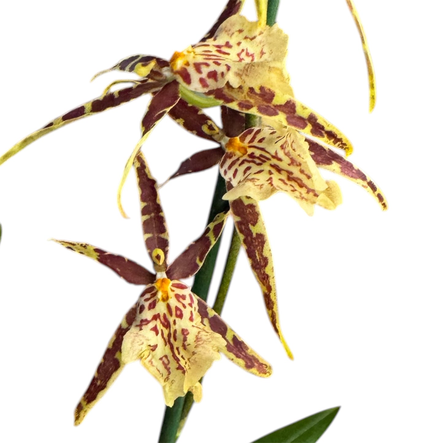 7️⃣7️⃣. Nelly Isler Orchid SCENTED