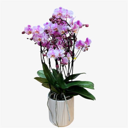 2️⃣0️⃣. Bellissimo Colour Mix Phalaenopsis Orchid– Multi-Stem Display (15 cm Pot, 50 cm Tall) (Copy)