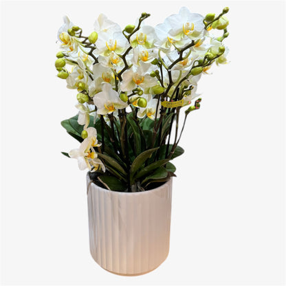 2️⃣0️⃣. Bellissimo Colour Mix Phalaenopsis Orchid– Multi-Stem Display (15 cm Pot, 50 cm Tall) (Copy)