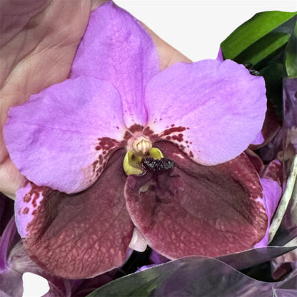 2️⃣2️⃣.Vanda Special colours Orchids – A Burst of Colour & Elegance (Copy)