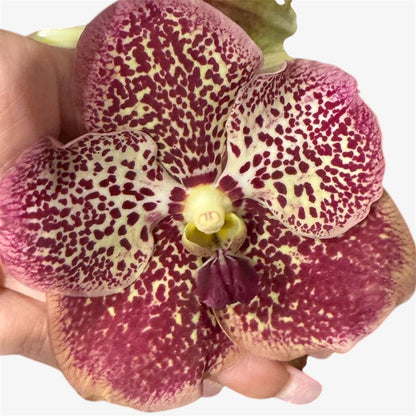 2️⃣2️⃣.Vanda Special colours Orchids – A Burst of Colour & Elegance (Copy)