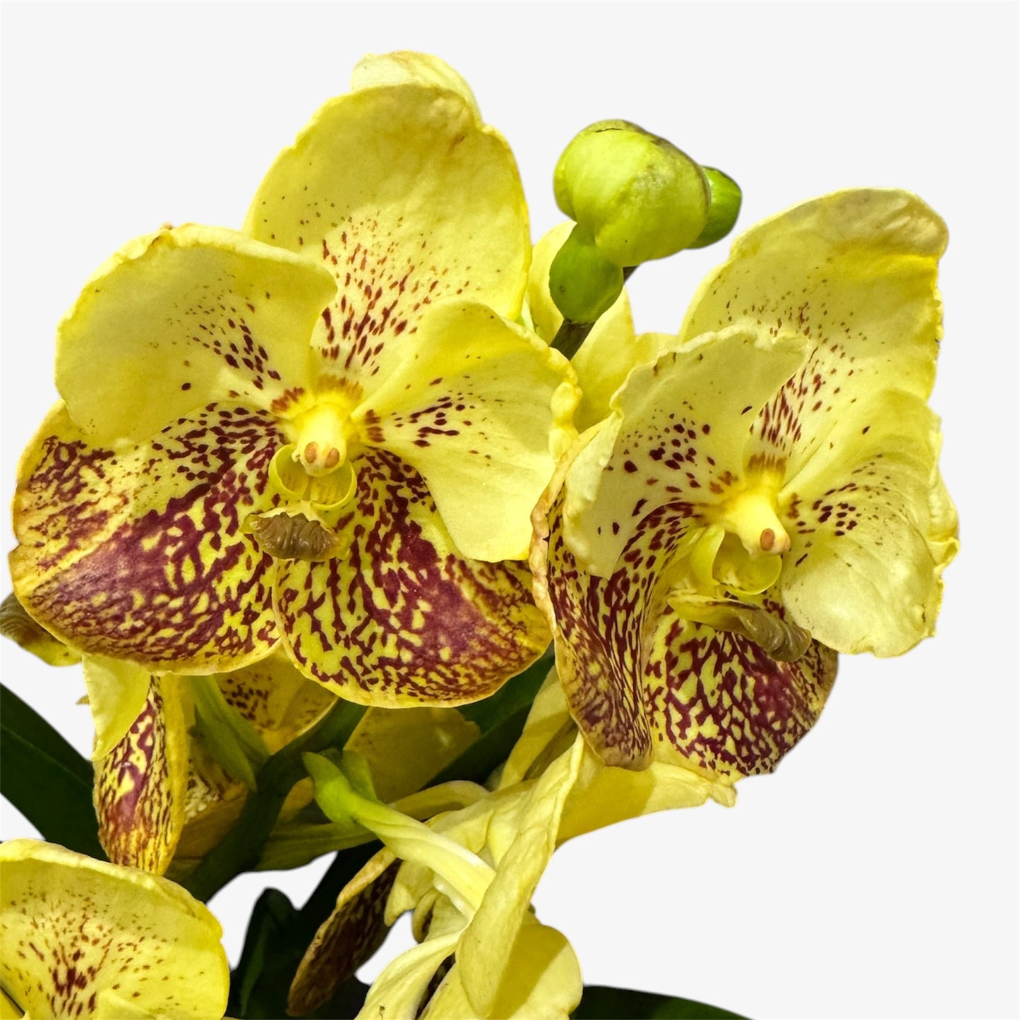 2️⃣2️⃣.Vanda Special colours Orchids – A Burst of Colour & Elegance (Copy)