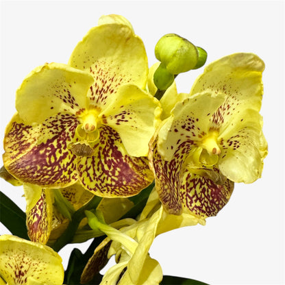 2️⃣2️⃣.Vanda Special colours Orchids – A Burst of Colour & Elegance (Copy)