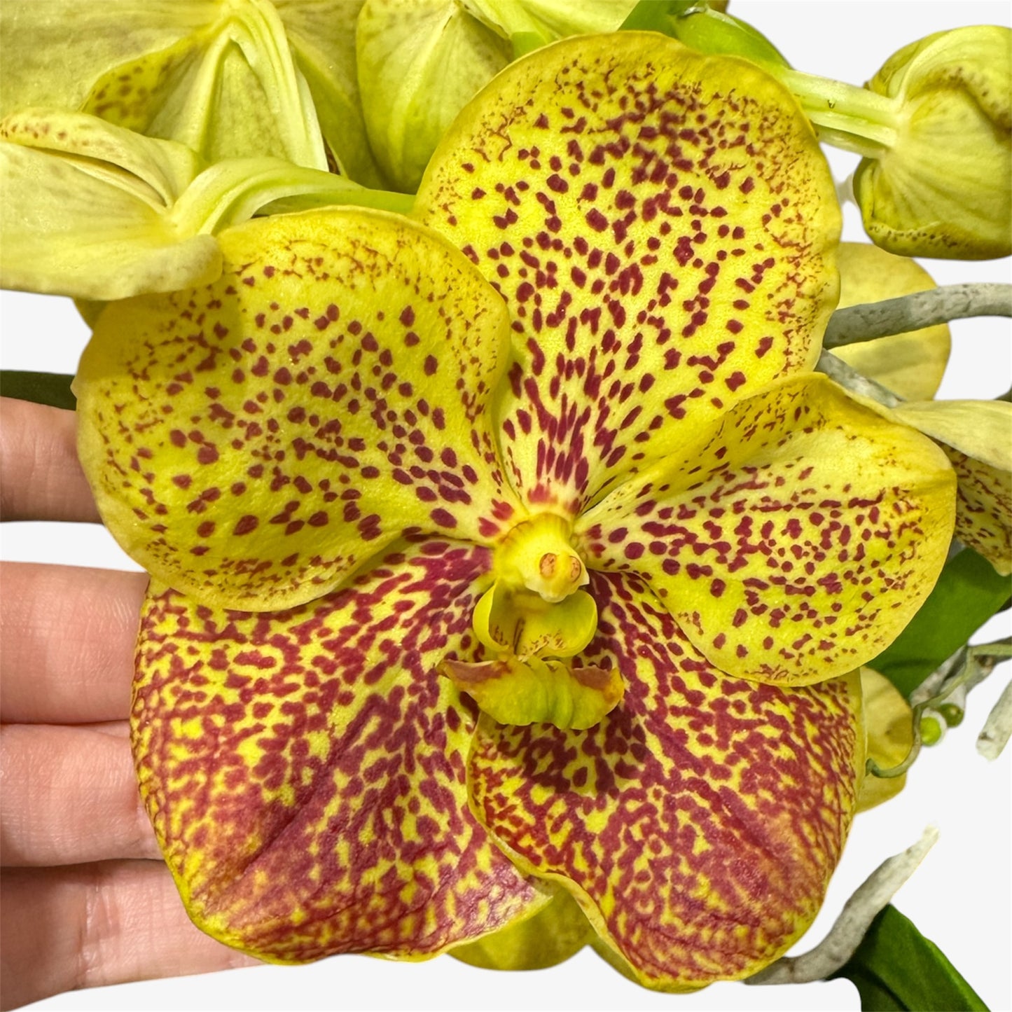 2️⃣2️⃣.Vanda Special colours Orchids – A Burst of Colour & Elegance (Copy)