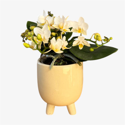 Gummy Pot - Ceramic – Modern Gloss Finish