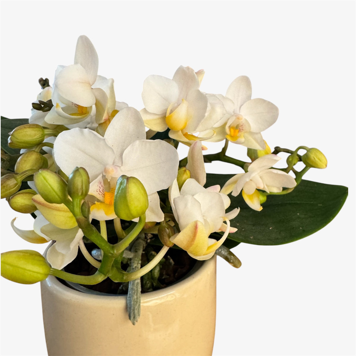 2️⃣5️⃣. Botanic Nazare Phalaenopsis Orchid – Creamy White Mini Orchid – 9cm Nursery Pot – Approx. 25cm Tall