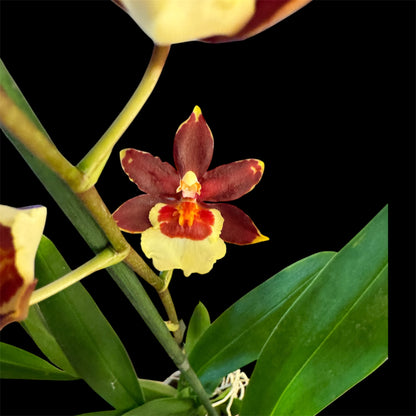 7️⃣7️⃣. Nelly Isler Orchid SCENTED
