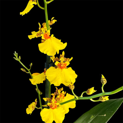 7️⃣7️⃣. Nelly Isler Orchid SCENTED