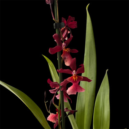 7️⃣7️⃣. Nelly Isler Orchid SCENTED