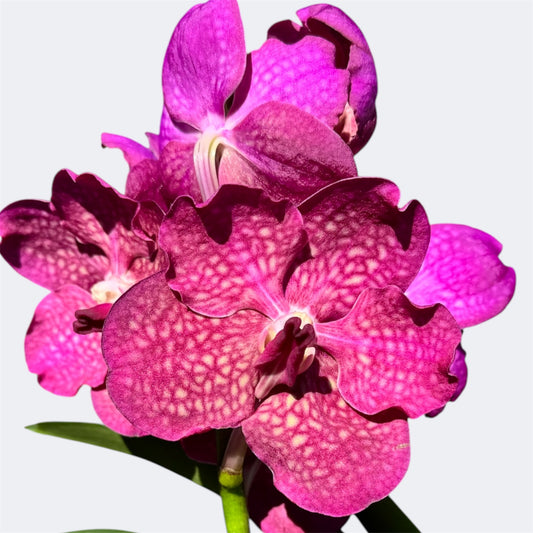 6️⃣2️⃣. Vanda Medium Size Orchids – A Burst of Colour & Elegance