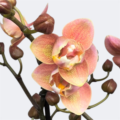 4️⃣5️⃣.Peloric Fragranced Mix – Tiger Leaves – 12cm Nursery Pot – Approx. 40cm Tall