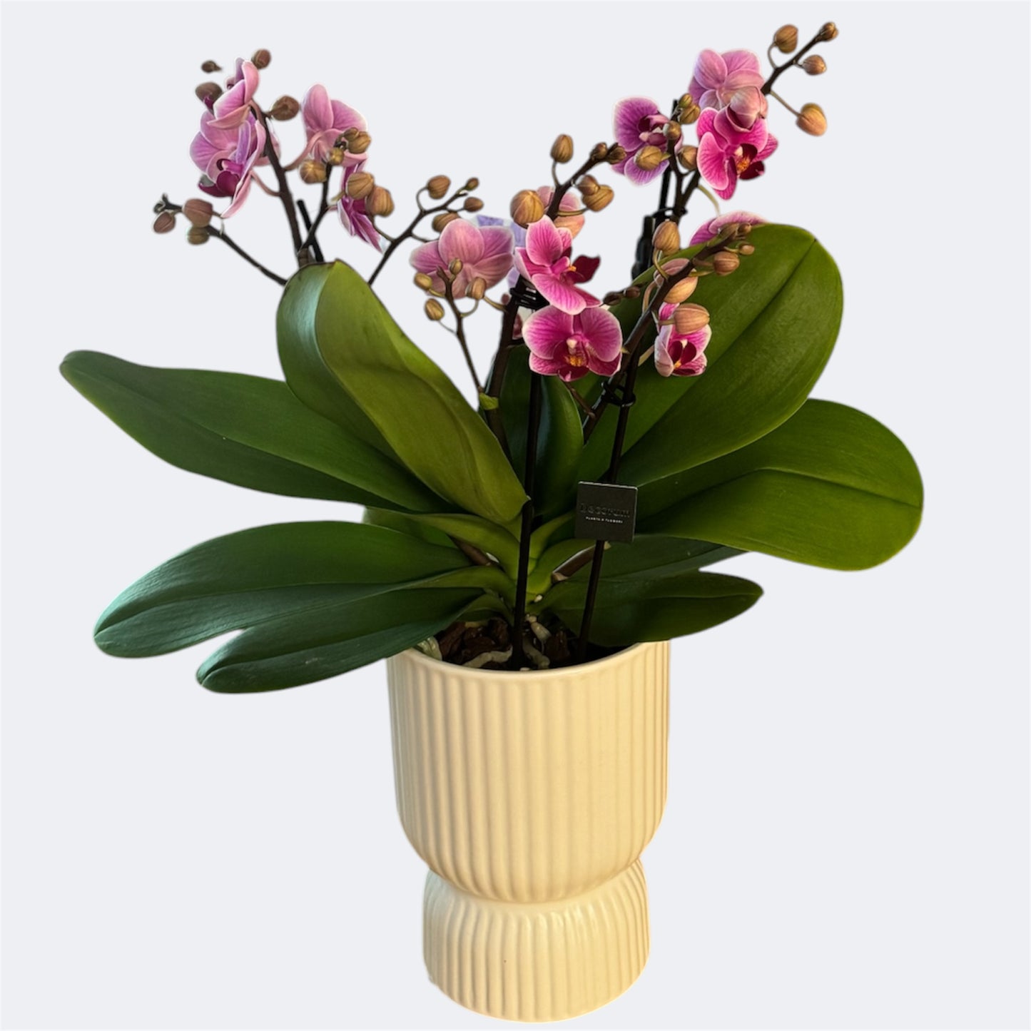 4️⃣2️⃣. Dazzling Collection Phalaenopsis Orchid – Mixed Colours | 35cm Tall | 12cm Nursery Pot