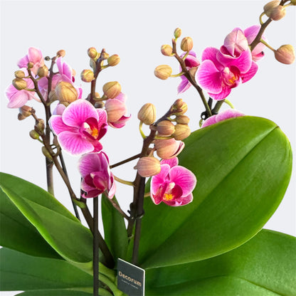 4️⃣2️⃣. Dazzling Collection Phalaenopsis Orchid – Mixed Colours | 35cm Tall | 12cm Nursery Pot