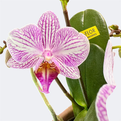 94. Melody – Mini Phalaenopsis Orchid – 7cm Nursery Pot – Approx. 25cm Tall